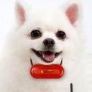 봄강아지 이미지