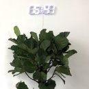 플라워맨카페(flower man cafe) | [경기 부천/소사] 커피와 함께 꽃을주는, 플라워맨카페 Flower man cafe