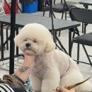 한국펫고등학교 이미지