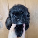 아이러브독 강아지분양 부천점 이미지