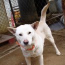 즐거운 애견 이미지