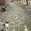 산책갈까? 이미지