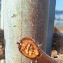 육일농원 이미지