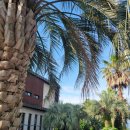 비자림힐링펜션 | 제주 힐링여행 코스 추천~ 치유의숲·비자림·노을 펜션 후기