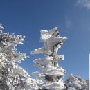 2019년(기해년) 1월10일(목)~11일(금) 한라산(1950m) 눈꽃산행 이미지