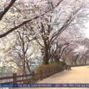 토평고등학교 | 틈만나면, 구리 벚꽃 공원 산책로 촬영지 이름 위치 정보 - 오늘의 틈친구 박보영 이광수