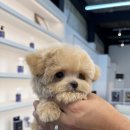 부산강아지분양 유독 이미지