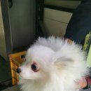 대산면921 이미지