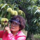 동막농장 이미지