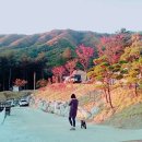 해자연캠핑장 이미지
