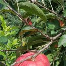 고운리농장 이미지