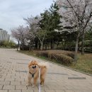 누닝 | 청라 애견동반카페 - 누닝