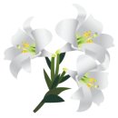 지솔블러썸 (Jisol blossom)