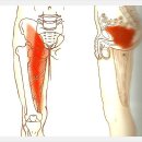 대내전근[Adductor Magnus] 이미지