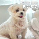 강릉멍릉도원애견펜션 이미지