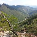 머루다래 이미지