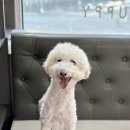슈슈퍼피 네이버블로그