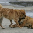 진돗개에 대하여 - 인용글 이미지