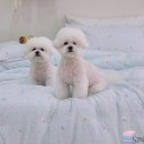 신진이불 네이버블로그