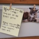 캣카페 집사의하루 분당점 이미지
