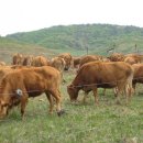 유화목장 이미지