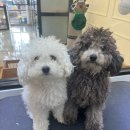 꽃담 멍발소 이미지