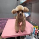 야옹아 멍멍해봐 멍멍스타일 이미지