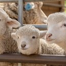 거창목장 이미지