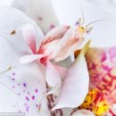 꽃보다 더 매력적인 희귀 `난초 사마귀` 화제 이미지