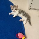 울산고양이분양 모나미네코 울산본점 | 건강한 아기 고양이 입양, 울산 깨끗한 분양샵에서!