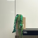 동글나무 | 포쉐뜨 패브릭 식물 구매 후기(동글잎/황칠나무)