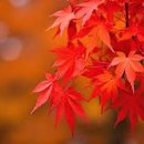 단풍나무 이미지