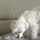 멍브레 네이버블로그
