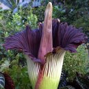 Titan Arum. 이미지