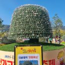 마산가고파국화축제 구경하기 이미지