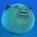 신기방기 이미지