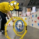 해피독 트레이닝스쿨 이미지