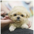 아기천사애견샵 | 인천애견샵 인천강아지분양 홍스퍼피 아기천사들이 기다리고있어요!!