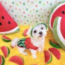 놀러오개 애견유치원 애견호텔 수원세류점 이미지