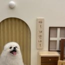 도그아로마 이미지