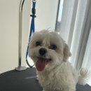 유어펫 살롱 이미지