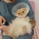 프링 | 🐾 일산 고양이 무마취 미용 후기｜ 프링이와의 교감미용 이야기 🐾
