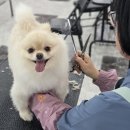청주애견미용학원 비교 후기｜자격증·비용·기간·가정견미용 기준