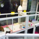 미니 & 바니 애견샵 이미지