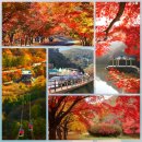 🍁정읍, 내장산 단풍축제 11.17(일) 공연시간표 이미지