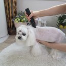 퍼피스타일 | 강아지.고양이 바리깡 추천, 퍼피컷 저소음 방수 이발기 실제 사용 후기