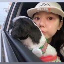 🐶 친환경 강아지 배변봉투 풉백! 시츄에이션 공동구매 후기&amp;비교 분석