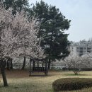 신장근린공원3 | 평택 벚꽃 명소 '송탄 신장근린공원' 4월 3일 개화상태(80% 개화)