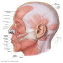 턱(Jaw), 턱뼈(jawbone), 턱 관절(jaw joint) - 長壽는 '씹는 힘'… 턱근육 키우는 10·5·5 법칙 이미지