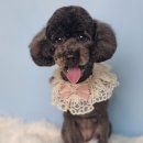 호다닥쑥 이미지